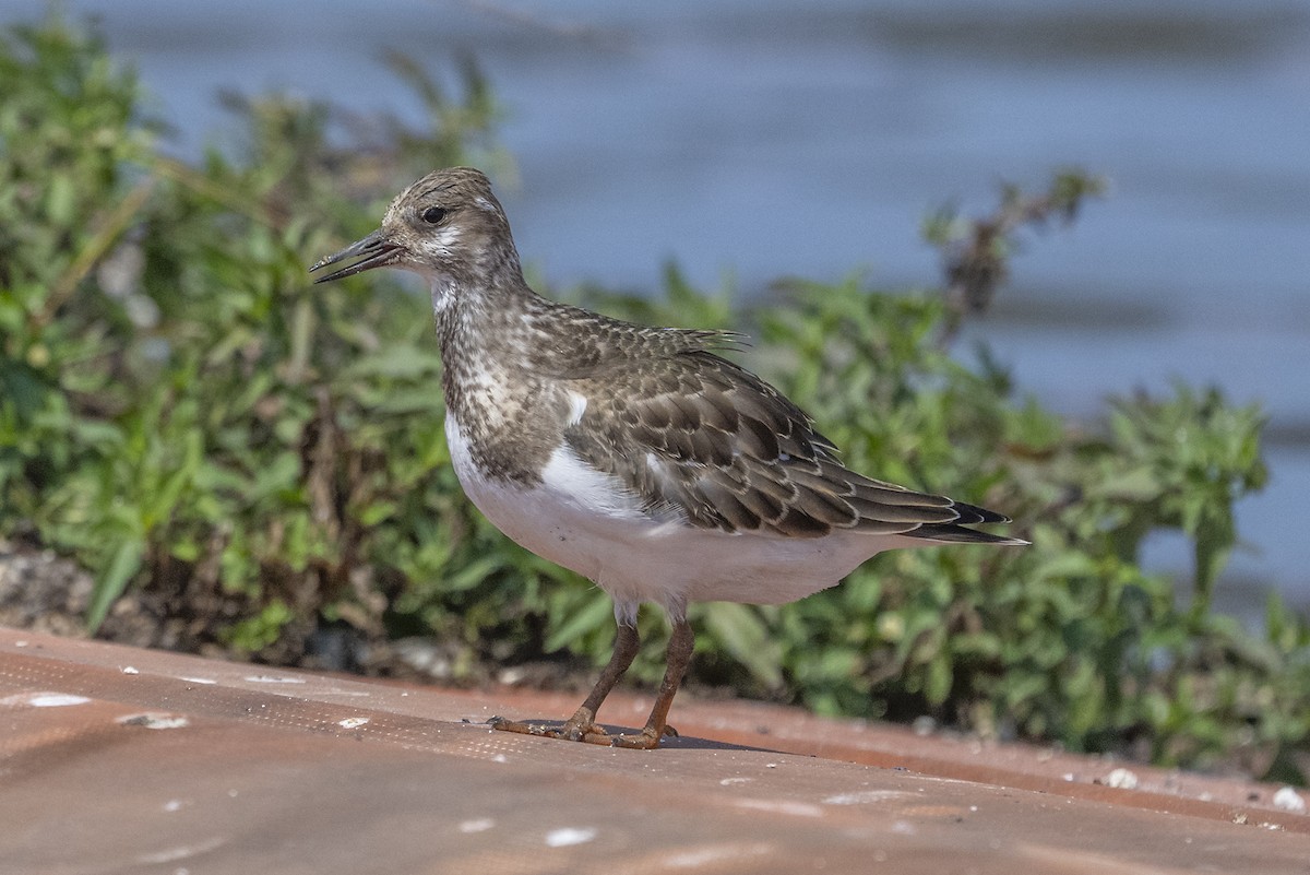 キョウジョシギ - ML641380353