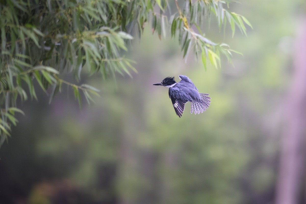 Belted Kingfisher - ML641380409