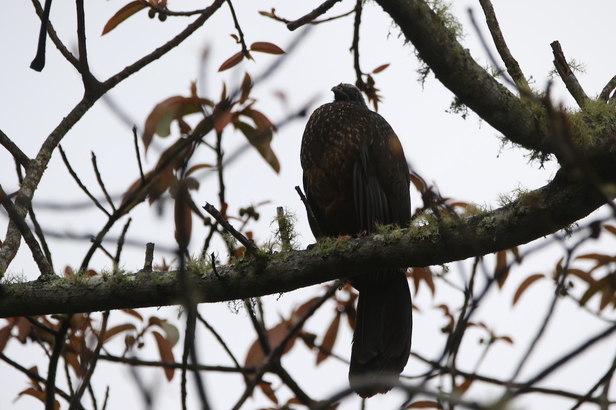 Andean Guan - ML641380450