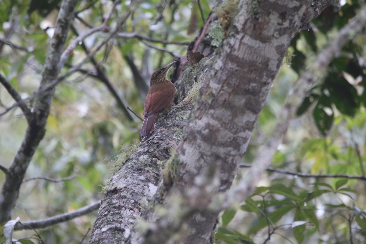 Black-banded Woodcreeper - ML641380491