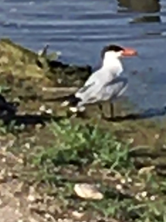 Caspian Tern - ML641380500