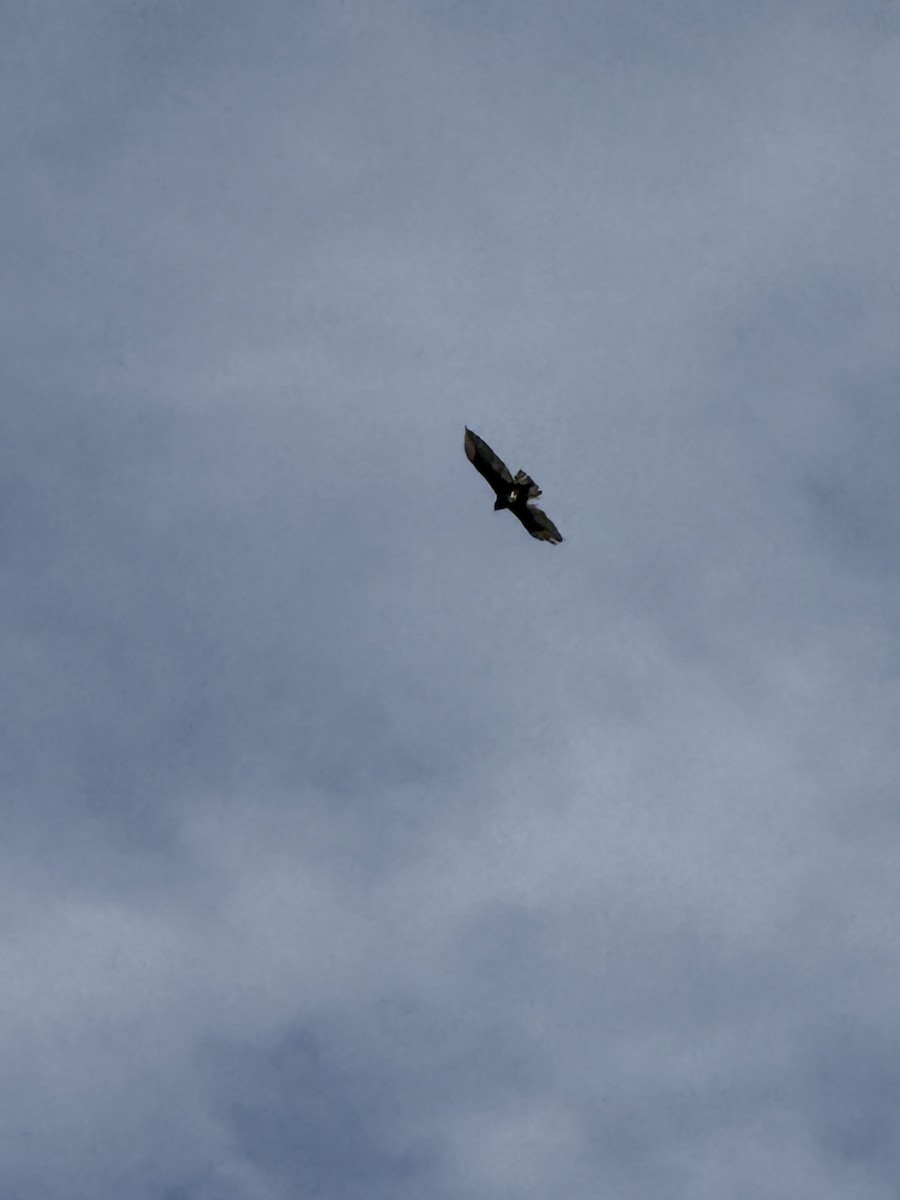 Zone-tailed Hawk - ML641380513