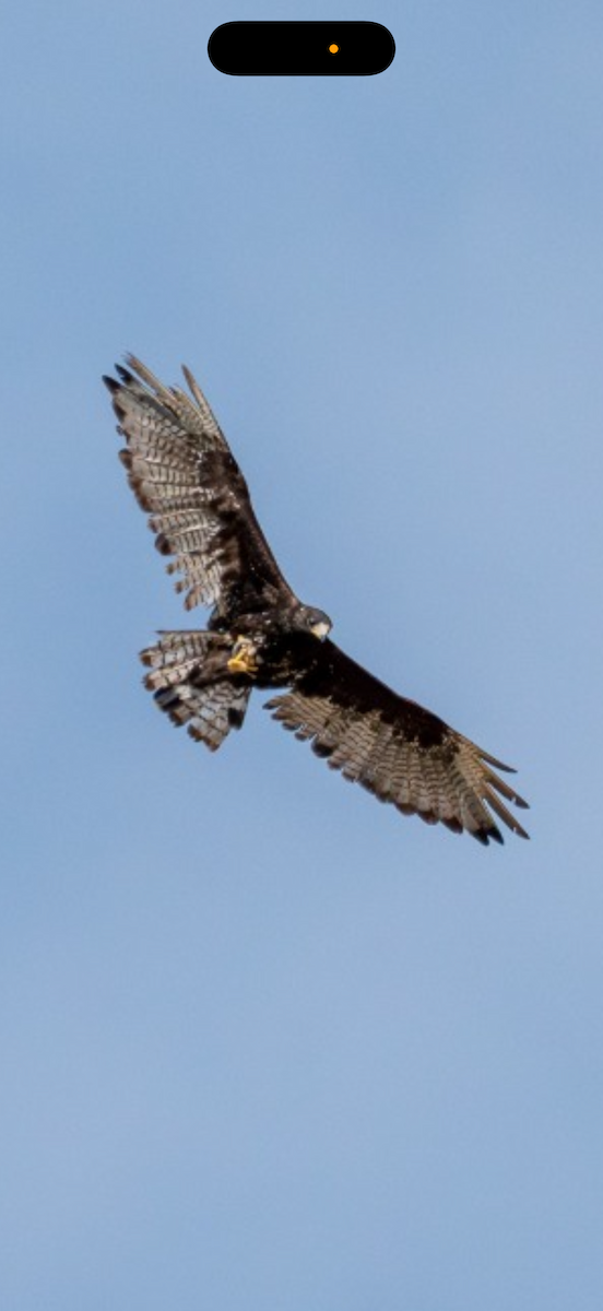 Zone-tailed Hawk - ML641380514
