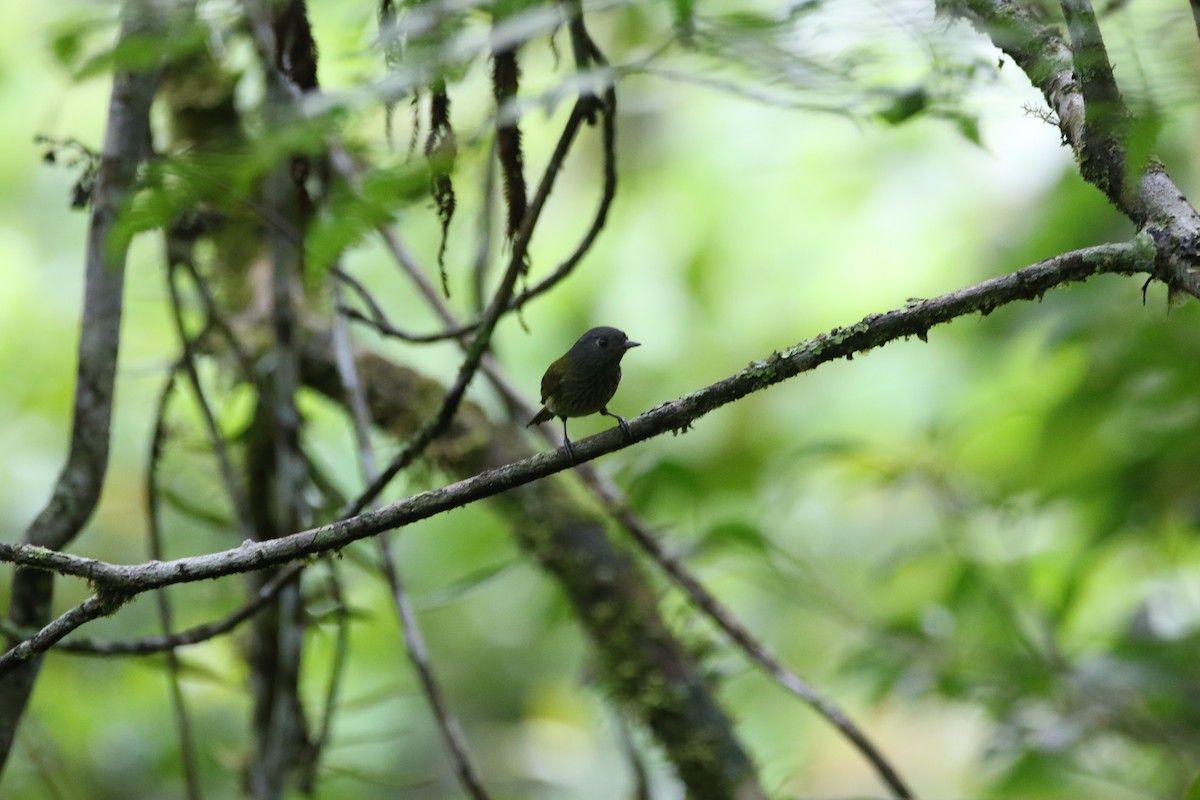 Streak-necked Flycatcher - ML641380523