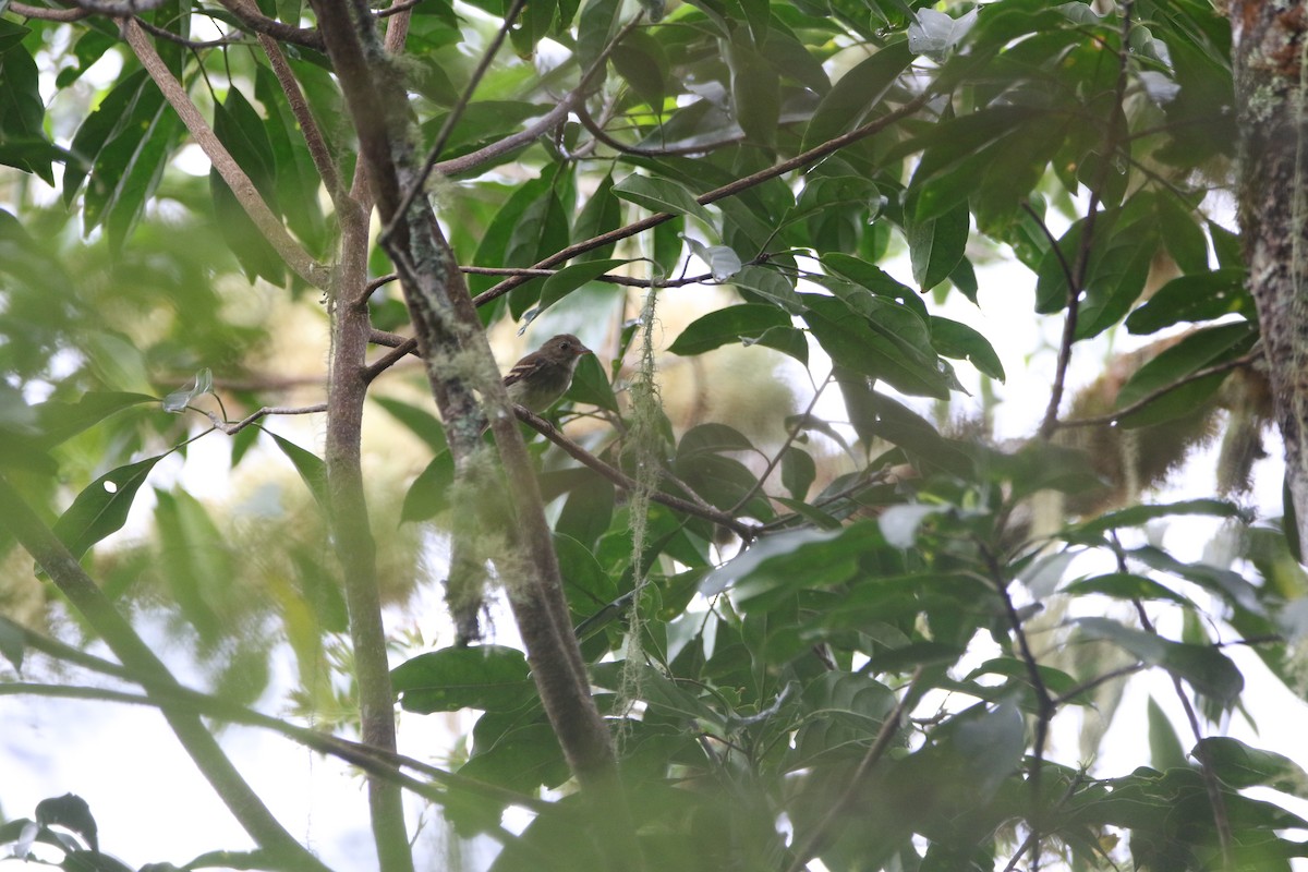 Euler's Flycatcher - ML641380535