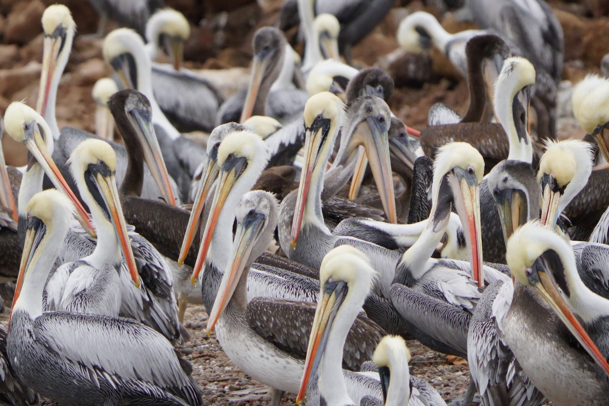 Peruvian Pelican - ML641380549