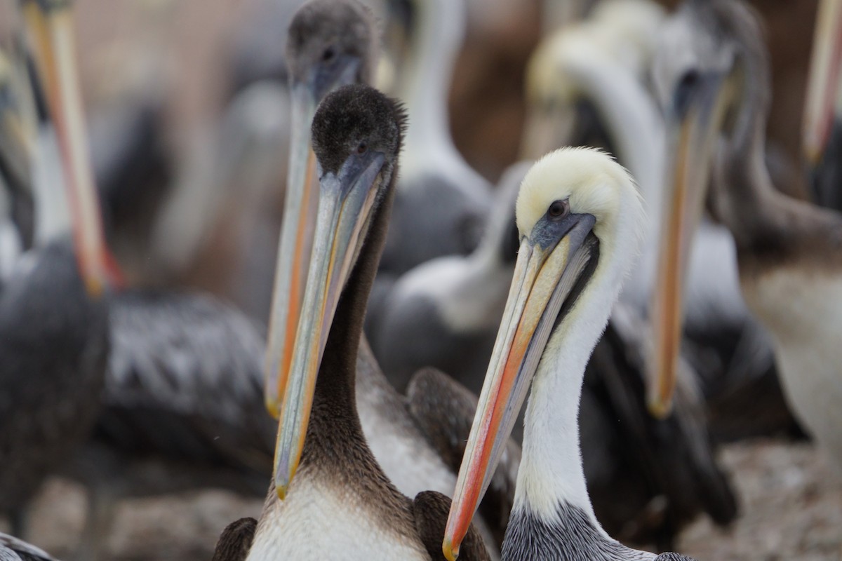 Peruvian Pelican - ML641380552