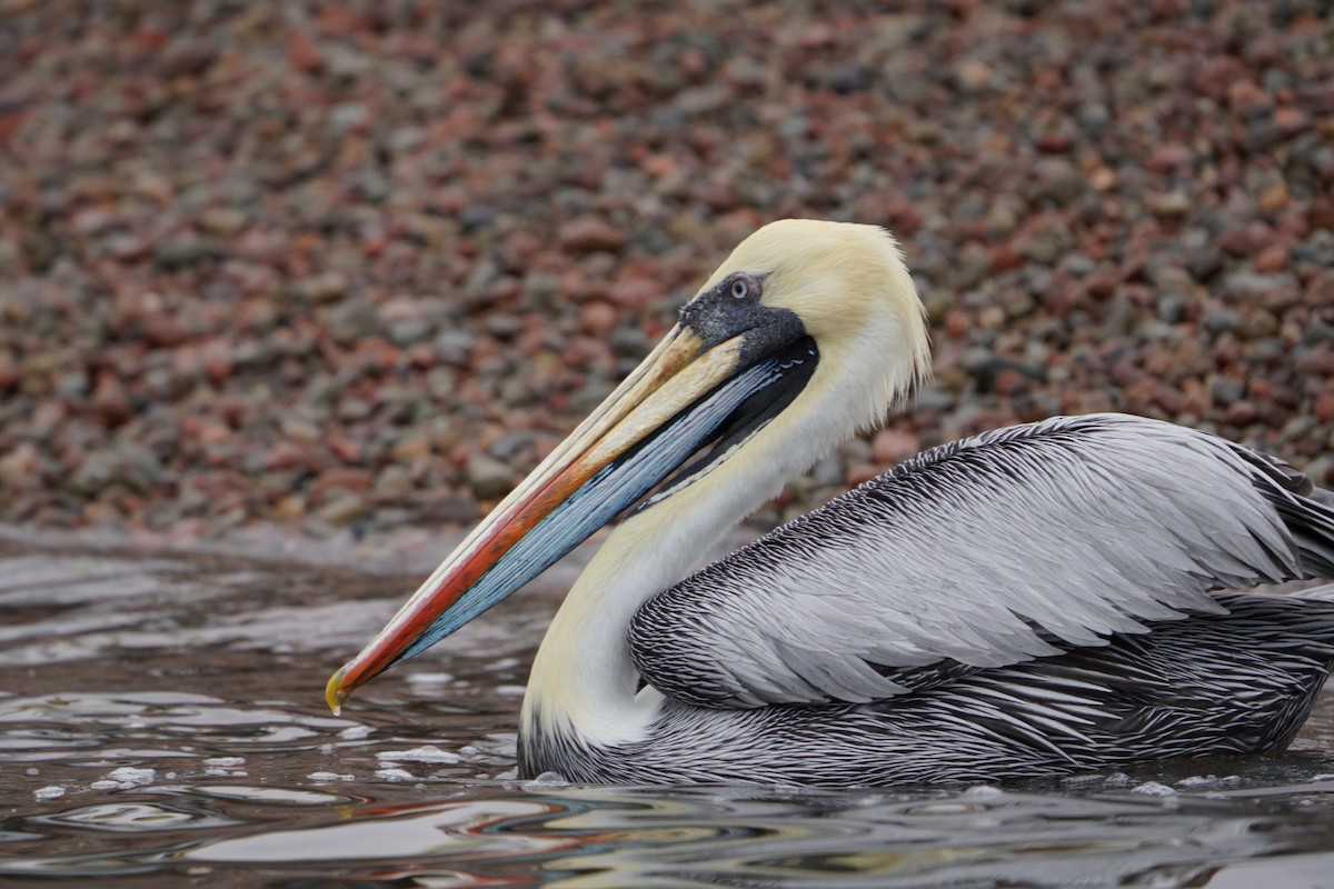 Peruvian Pelican - ML641380553