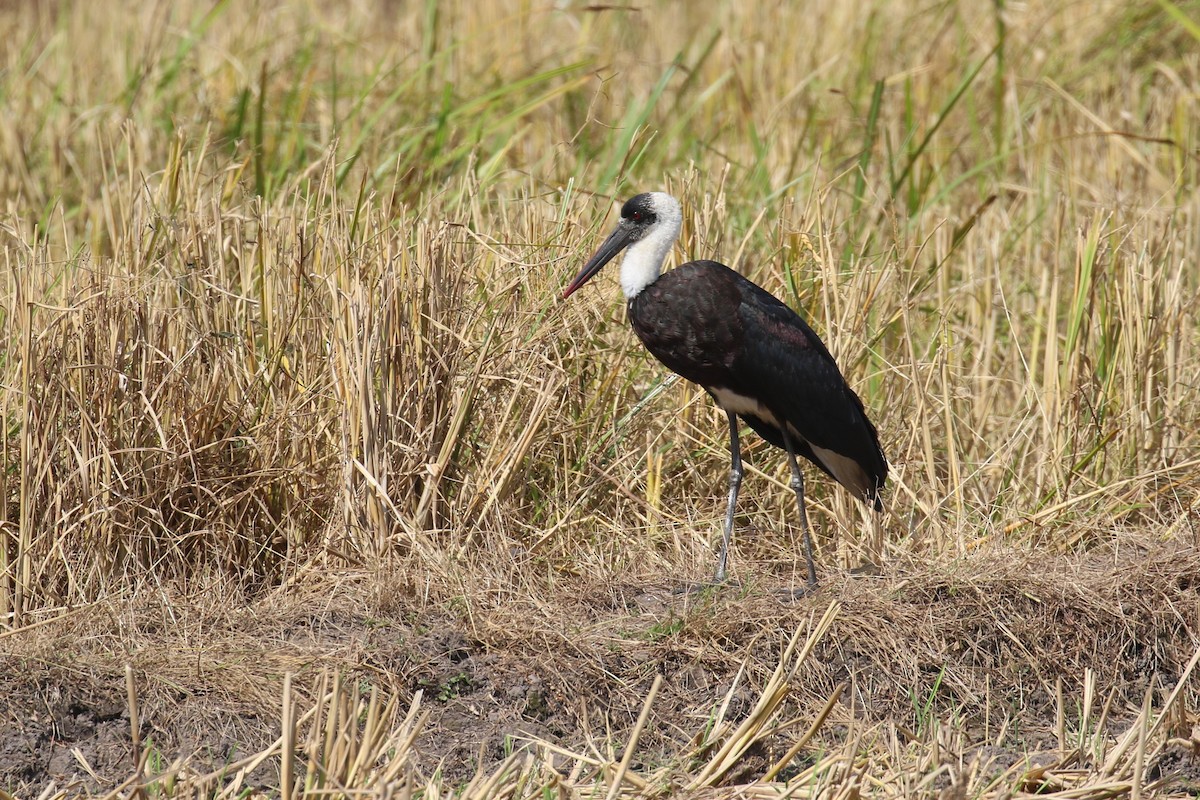 African Woolly-necked Stork - ML641380558