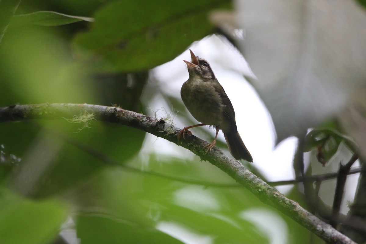 Yungas Warbler - ML641380559