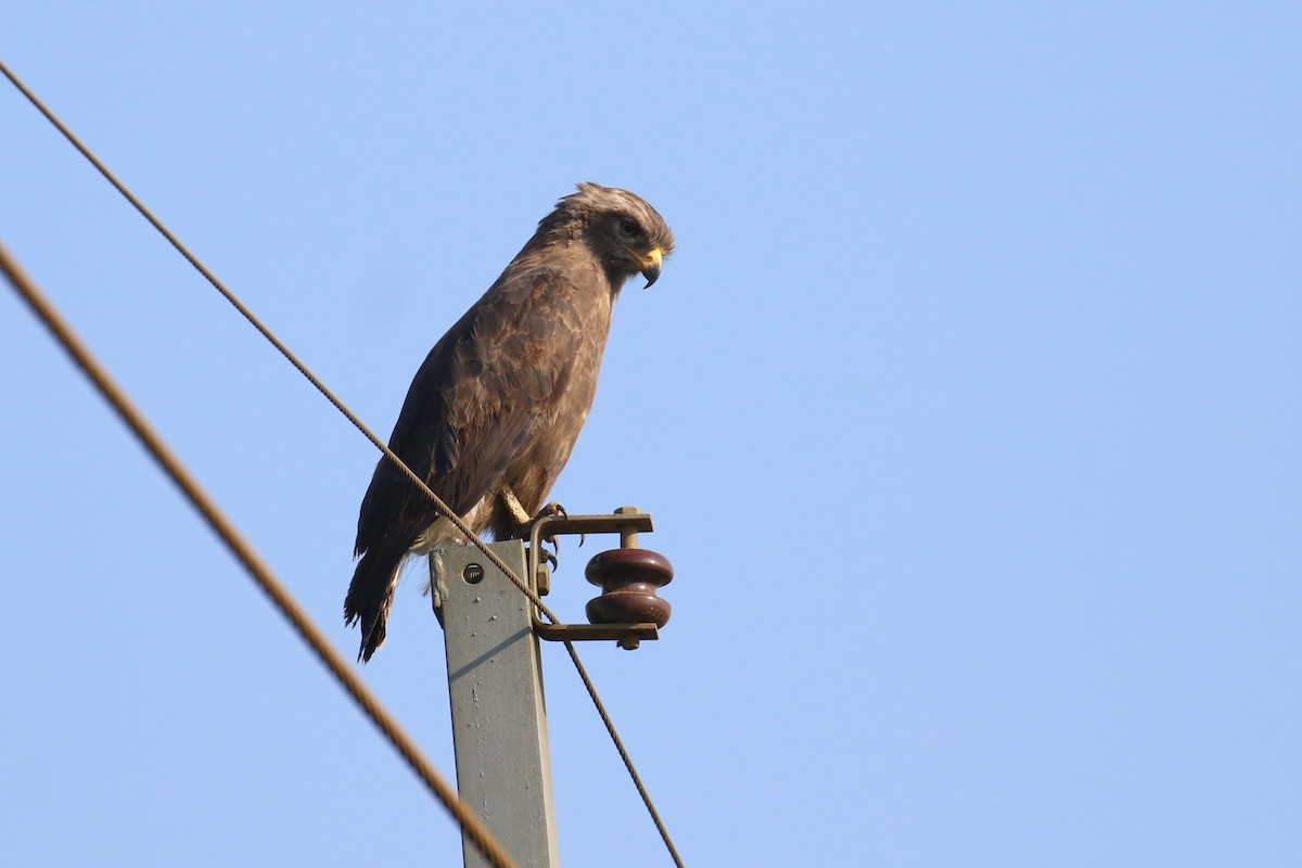 Western Banded Snake-Eagle - ML641380602