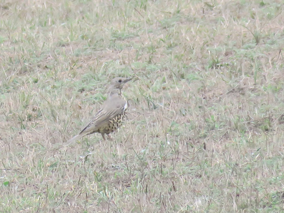 Mistle Thrush - ML641380603