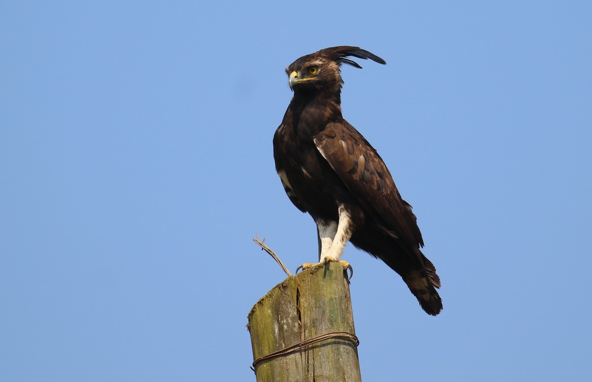 Long-crested Eagle - ML641380604