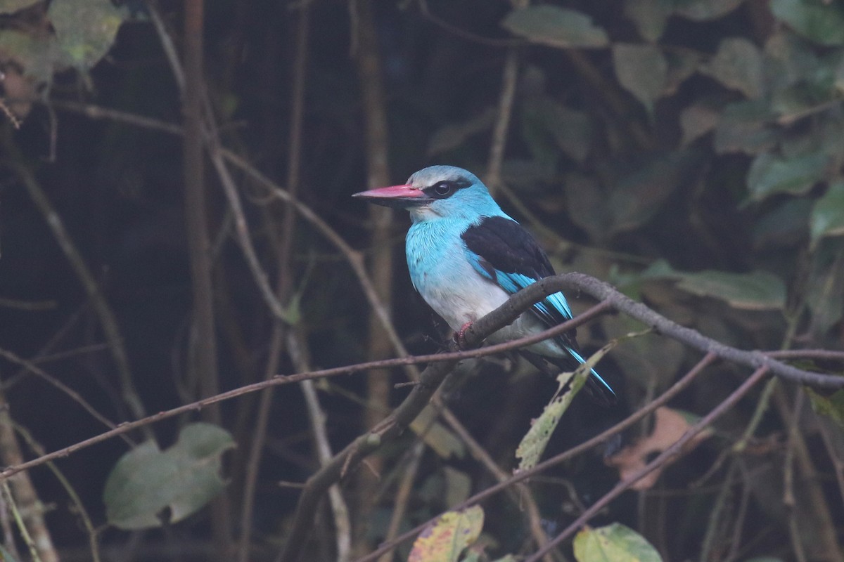 Martin-chasseur à poitrine bleue - ML641380630
