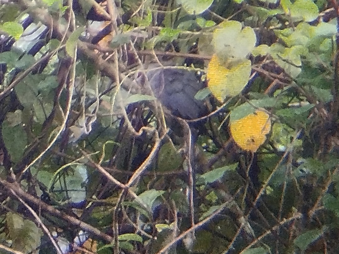 Green-billed Malkoha - ML641380642