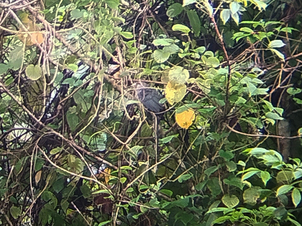 Green-billed Malkoha - ML641380643