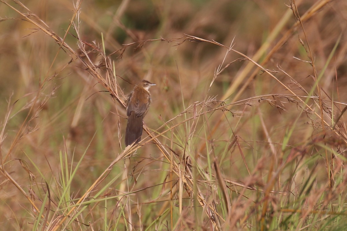 Fan-tailed Grassbird - ML641380667