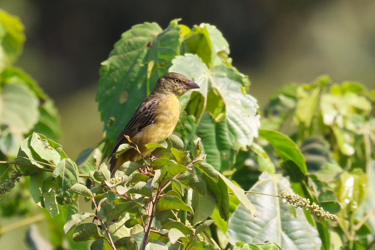Vieillot's Black Weaver - ML641380683