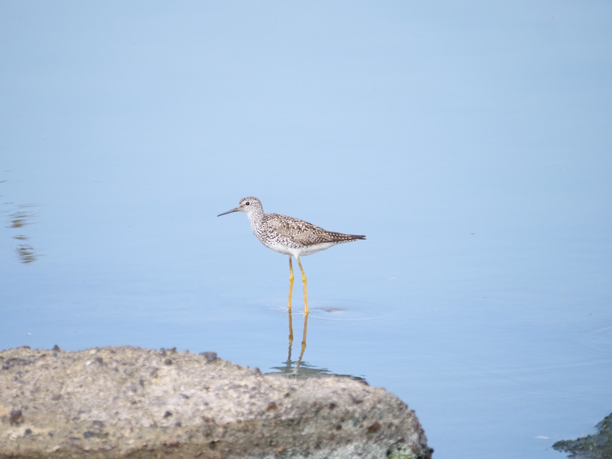 Lesser Yellowlegs - ML641380704