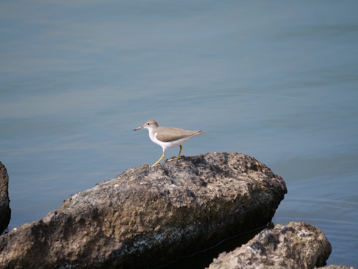 Spotted Sandpiper - ML641380715