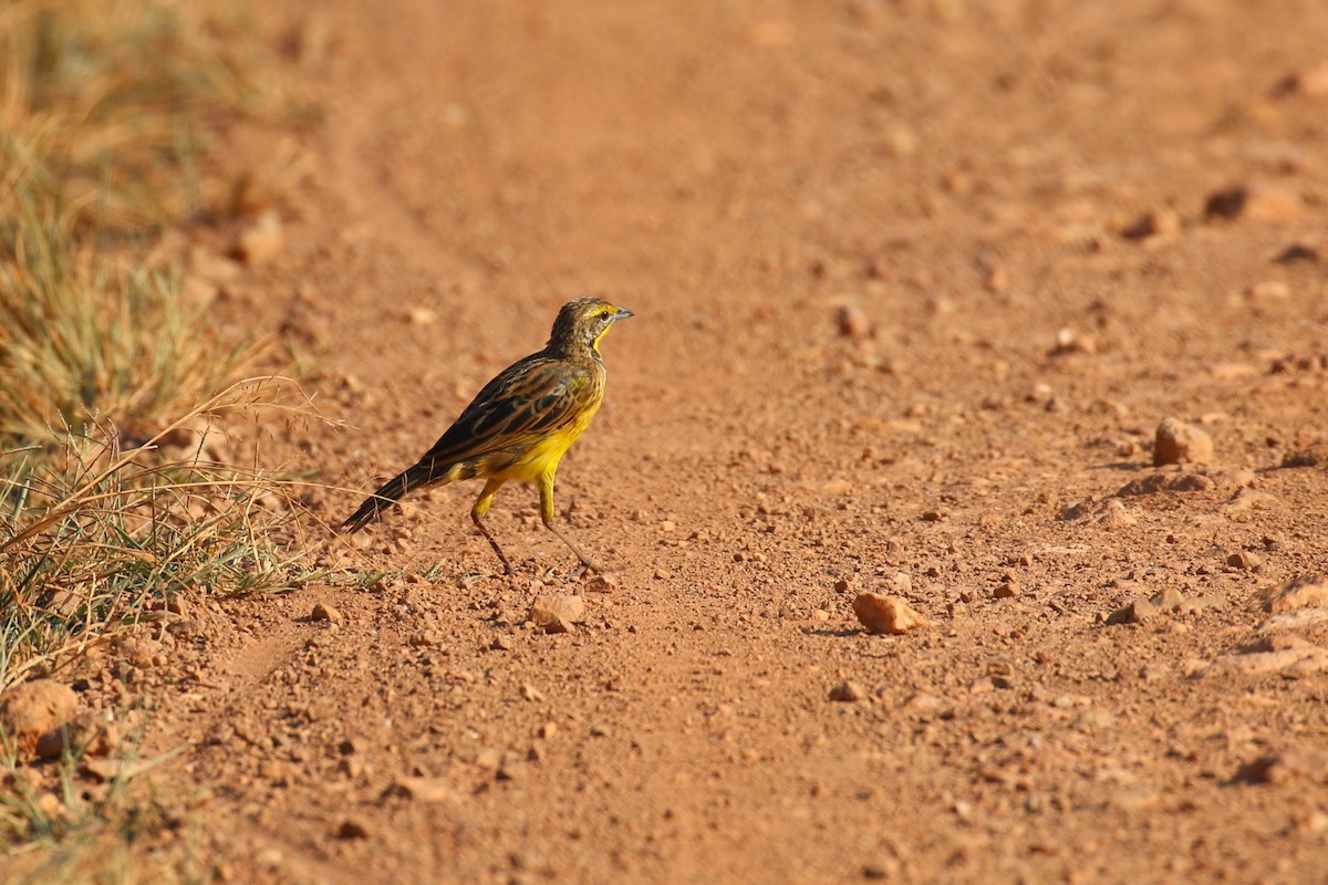 Yellow-throated Longclaw - ML641380723