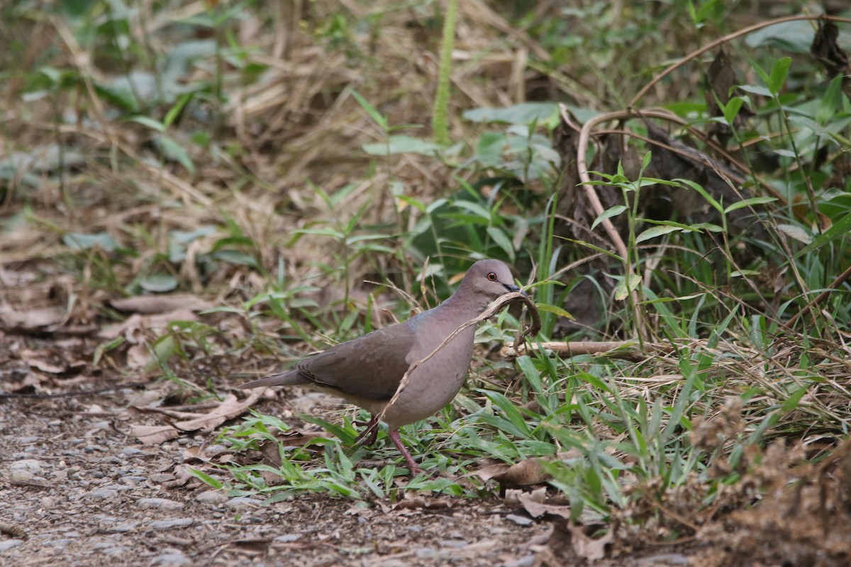 White-tipped Dove - ML641380724