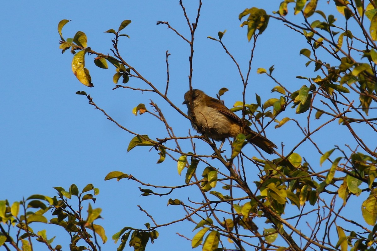 Plain Greenbul - ML641380736