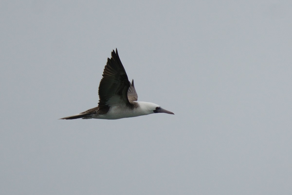 Peruvian Booby - ML641380740
