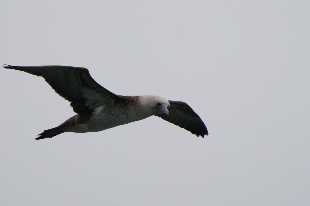Peruvian Booby - ML641380741