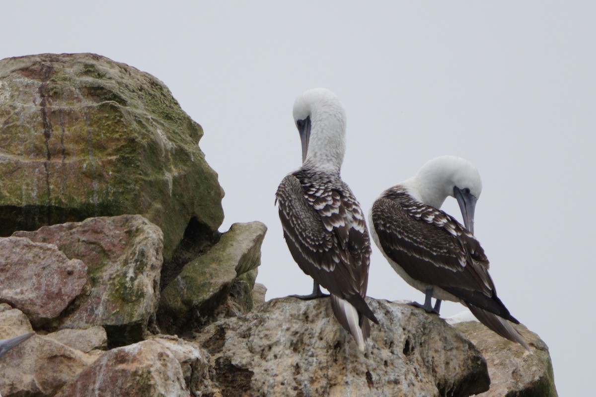 Peruvian Booby - ML641380742