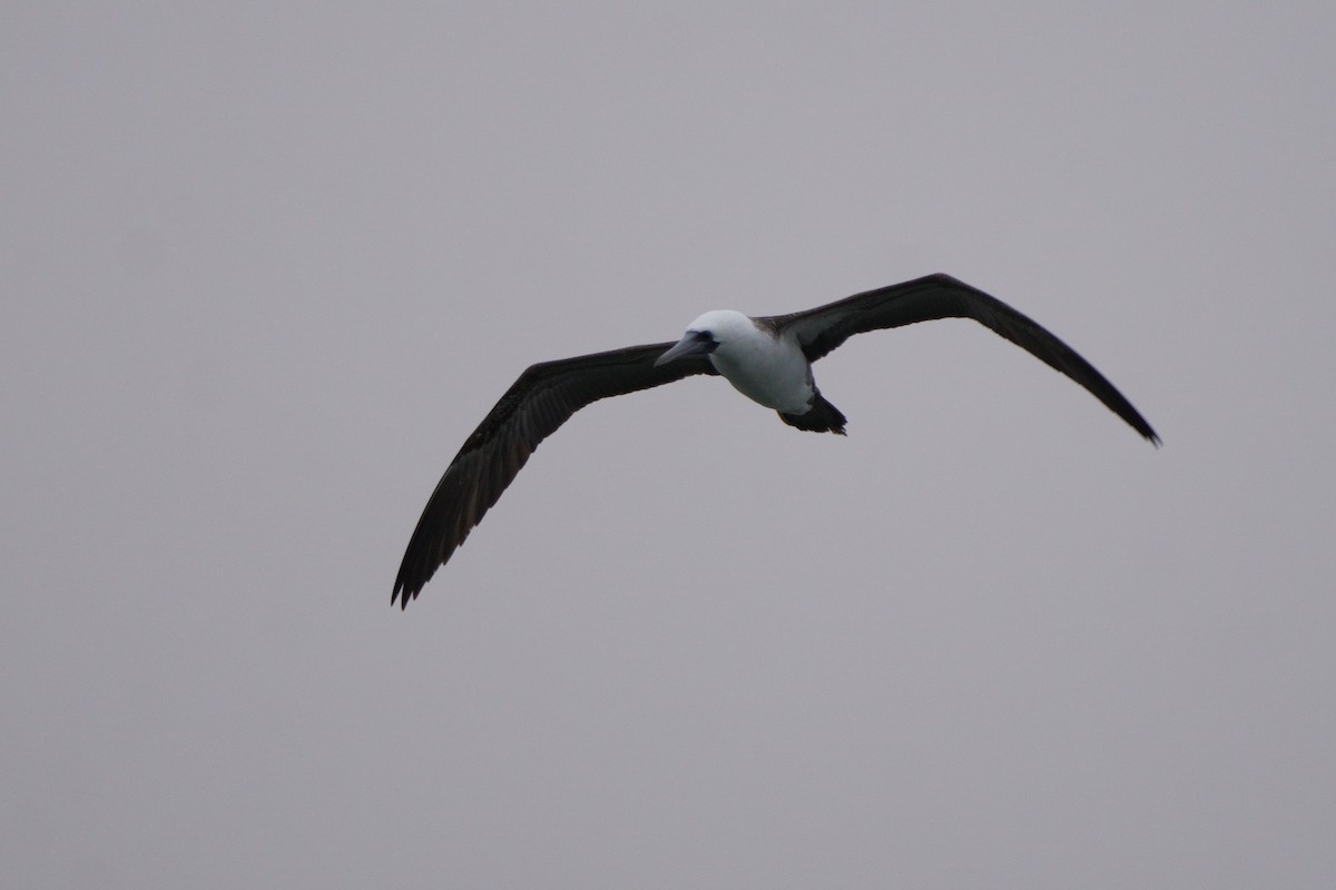 Peruvian Booby - ML641380743