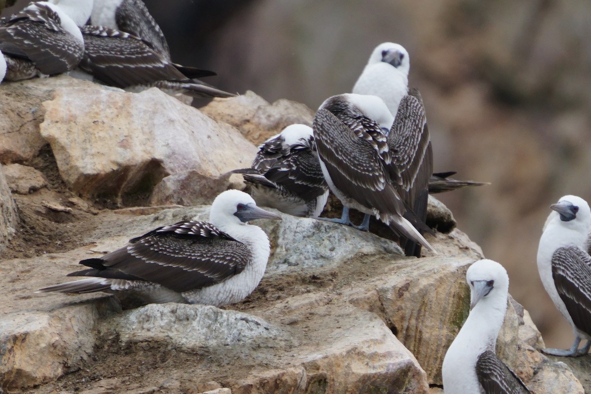 Peruvian Booby - ML641380745