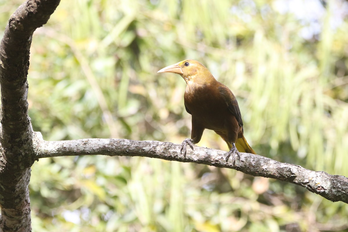 Russet-backed Oropendola - ML641380747