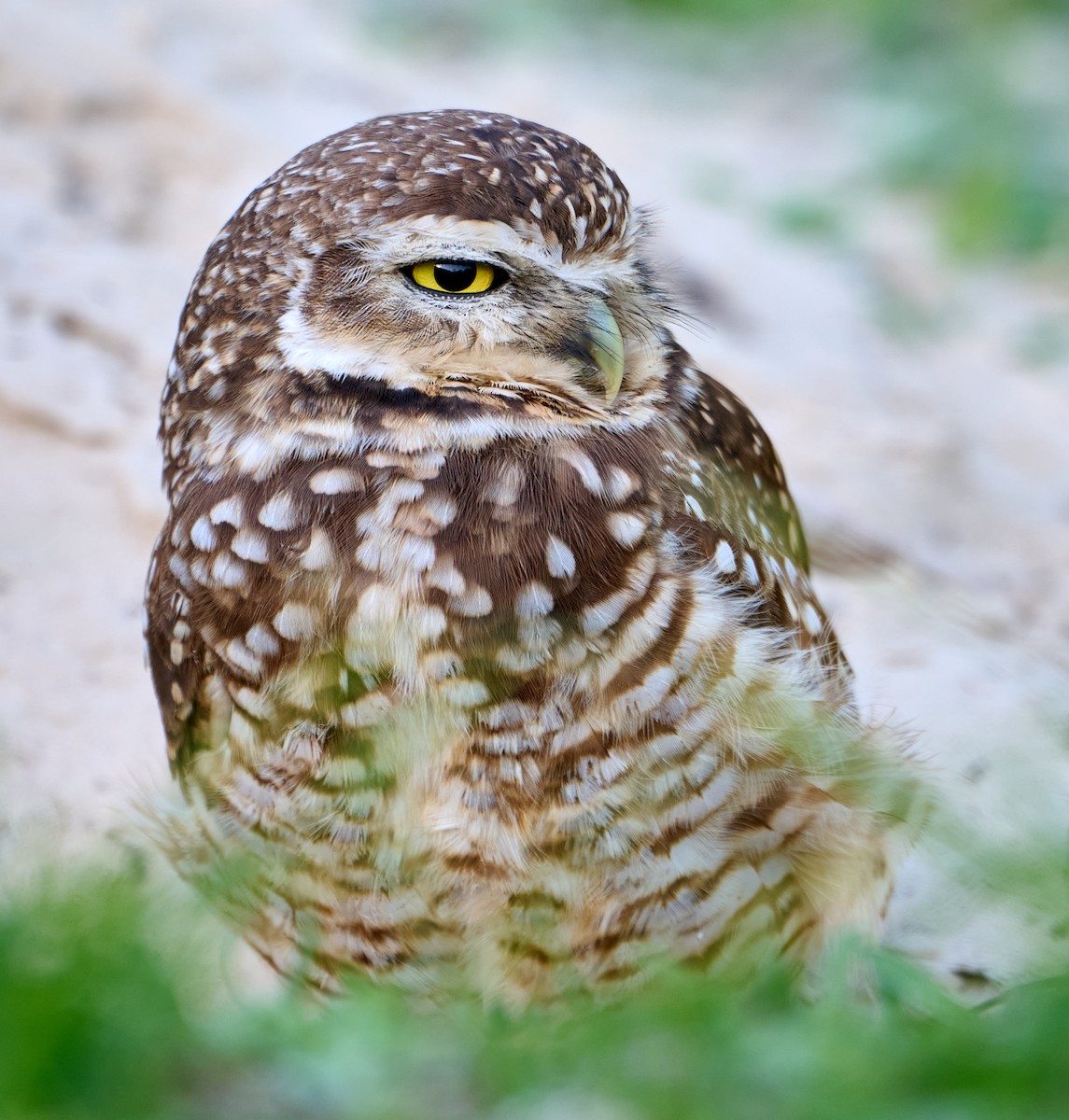 Burrowing Owl (grallaria) - ML641380759