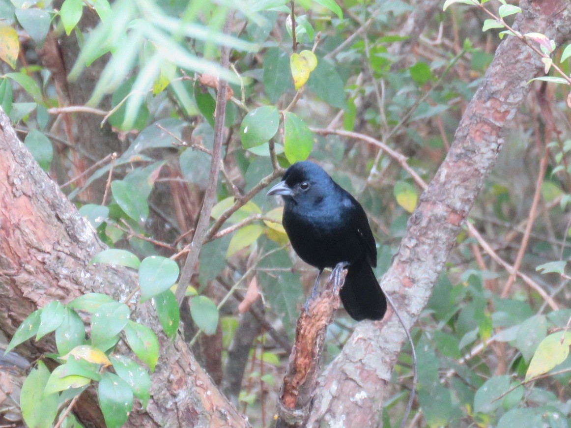 Красношапочная танагра - ML641380770