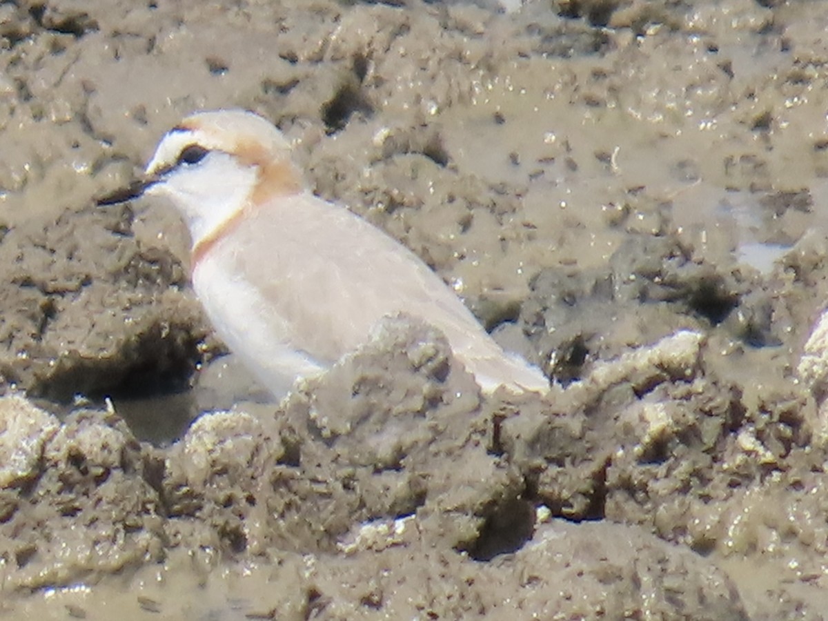 Chestnut-banded Plover - ML641380779