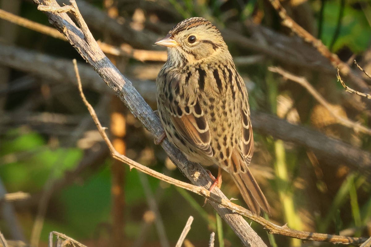 Lincoln's Sparrow - ML641380808