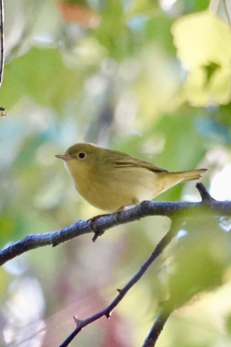 Northern Yellow Warbler - ML641380810