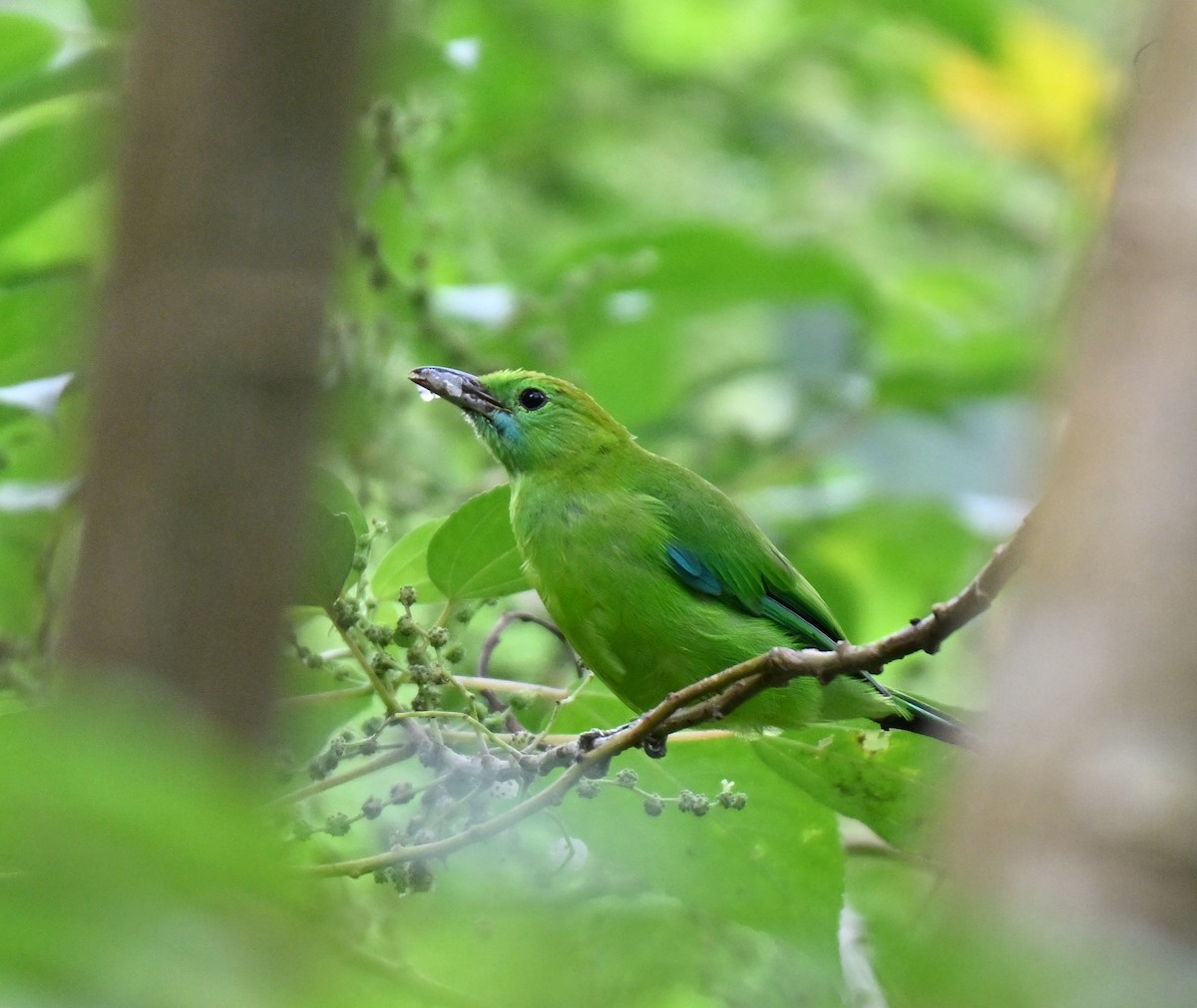 Blue-winged Leafbird - ML641380821