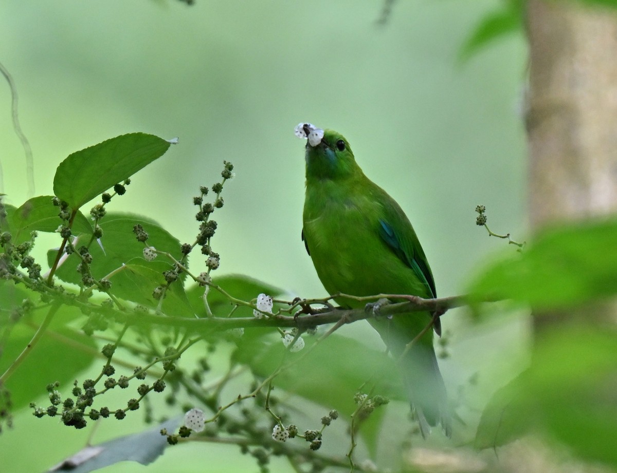 Blue-winged Leafbird - ML641380822