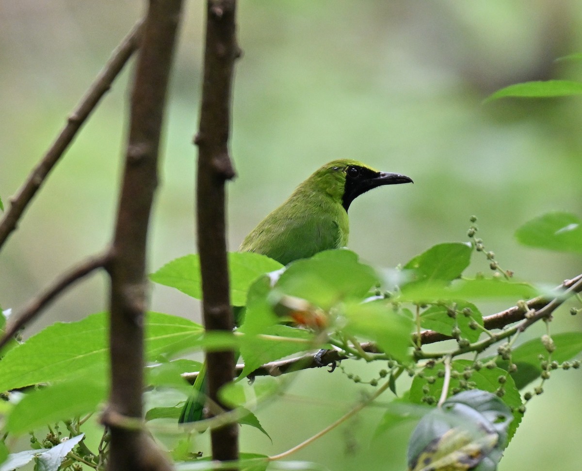 Blue-winged Leafbird - ML641380823