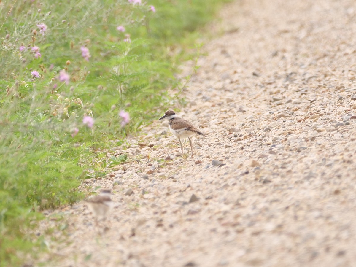 Killdeer - ML641380828