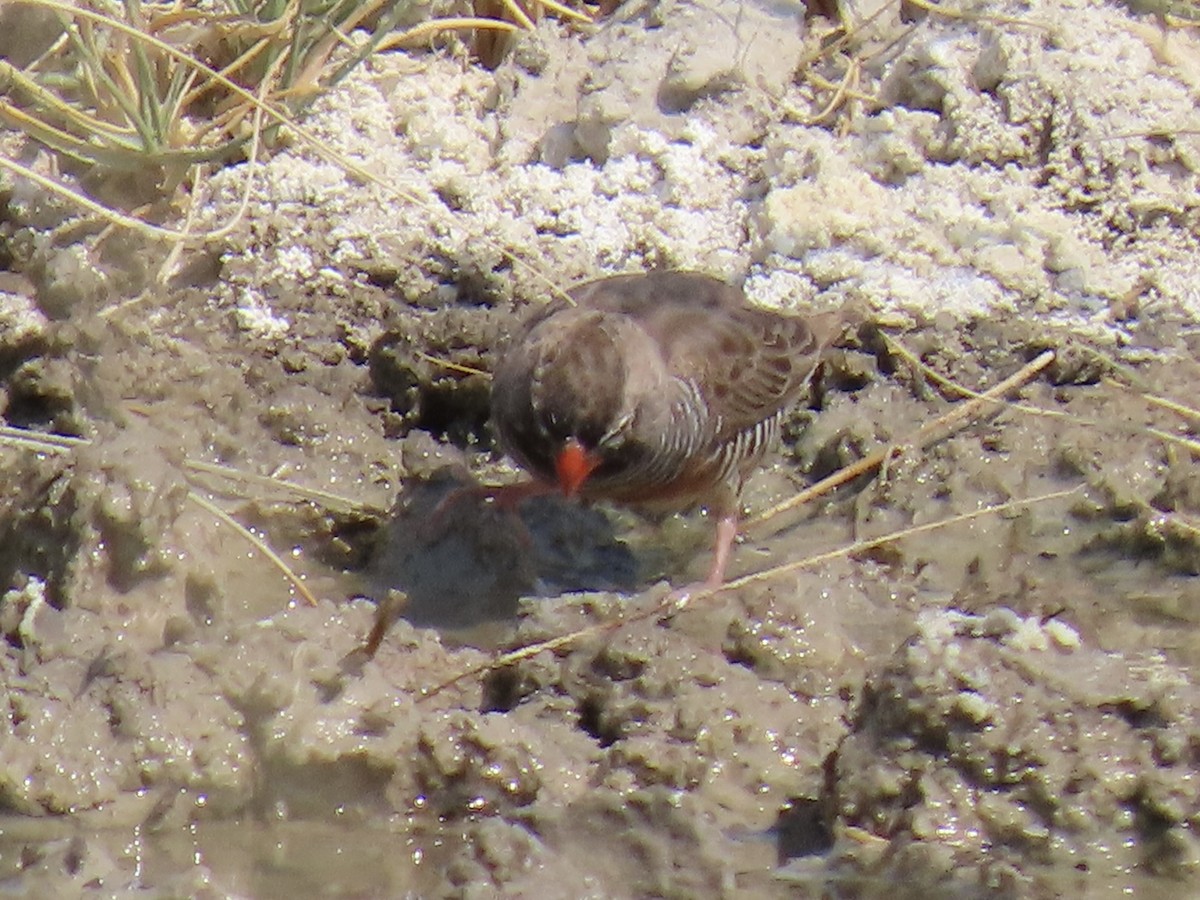 Quailfinch - ML641380829