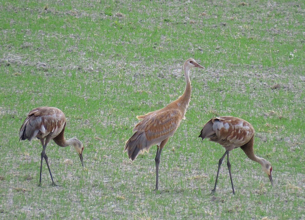 Sandhill Crane - ML641380837