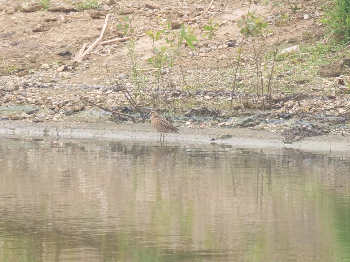 Short-billed Dowitcher - ML641380844