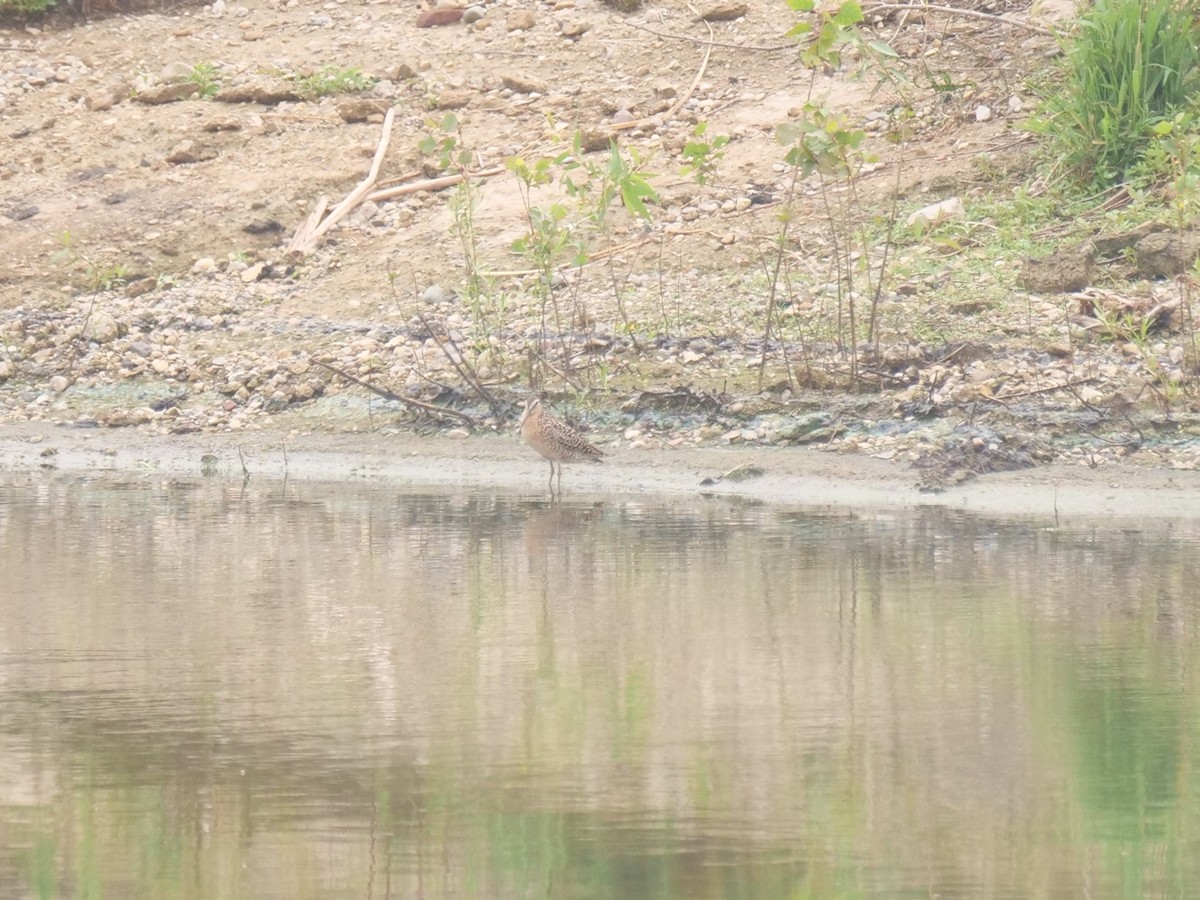 Short-billed Dowitcher - ML641380845