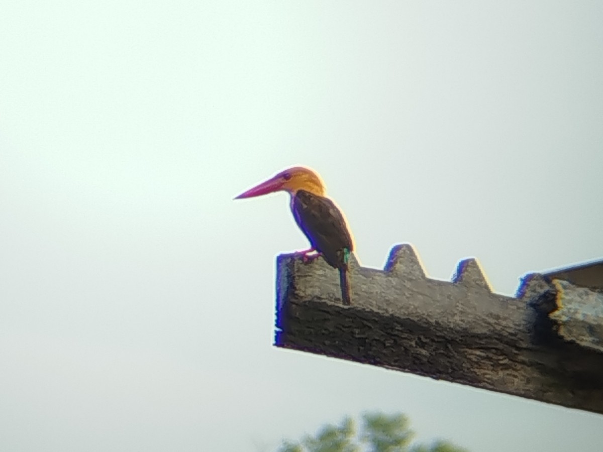 Brown-winged Kingfisher - ML641380847