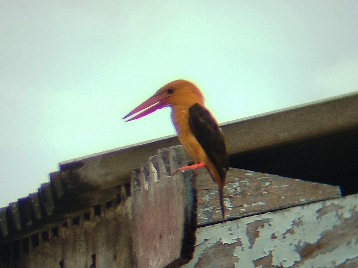 Brown-winged Kingfisher - ML641380848