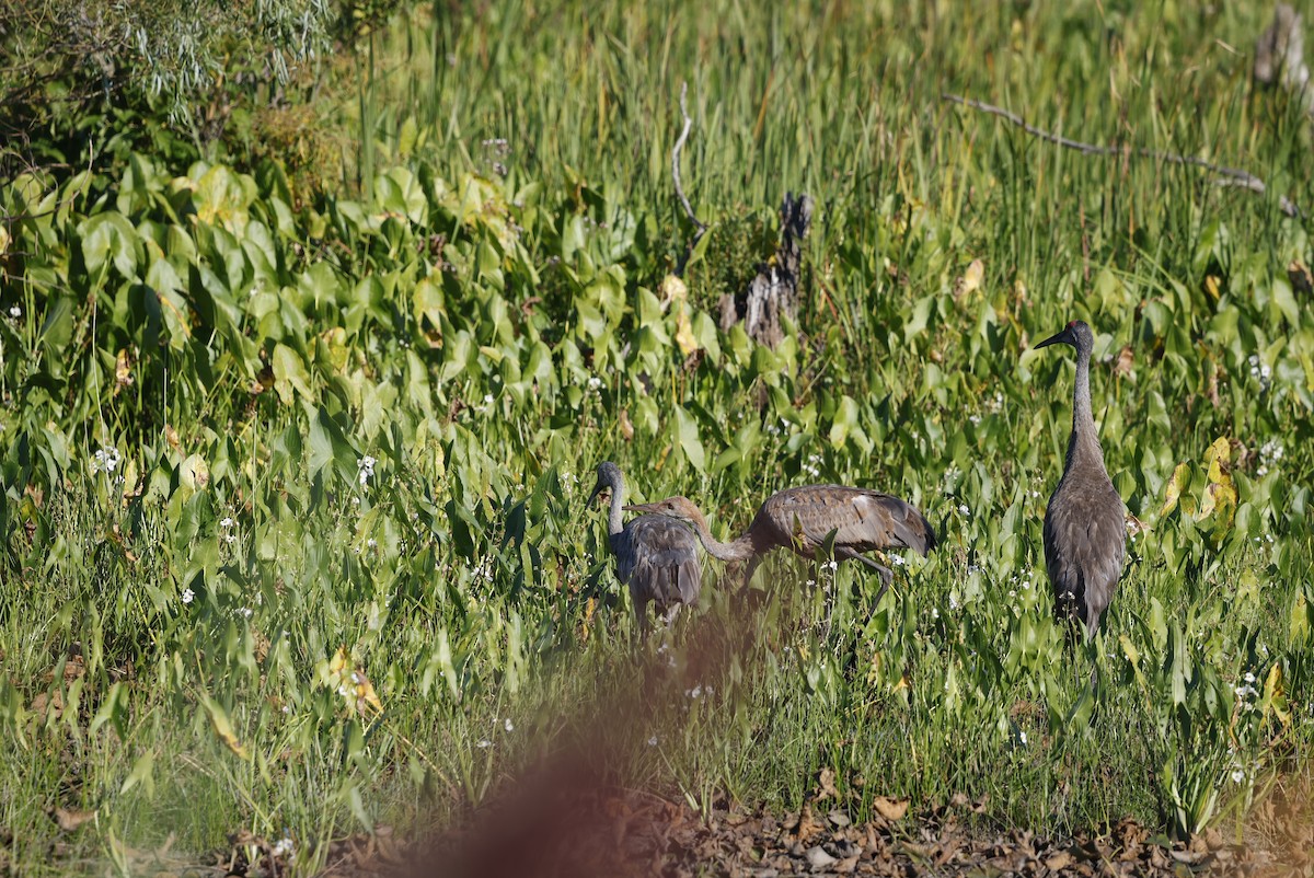 Sandhill Crane - ML641380852