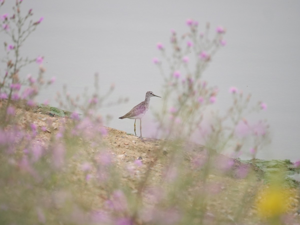 Lesser Yellowlegs - ML641380856